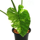 (観葉植物)一点物 斑入り クワズイモ 5号(1鉢)(392504)