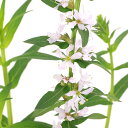(ビオトープ)水生植物 白花ミソハギ(白花精霊花) 3号(1ポット)