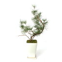 (盆栽)一点物 マツ(松)ミカワクロマツ(三河黒松)スクエア陶器鉢植え 樹高60cm前後(392474)(1鉢)