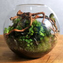(観葉植物)苔テラリウム スフィア 装飾用流木+植物+ヒノキゴケ付き!(1個)育て方の説明書付