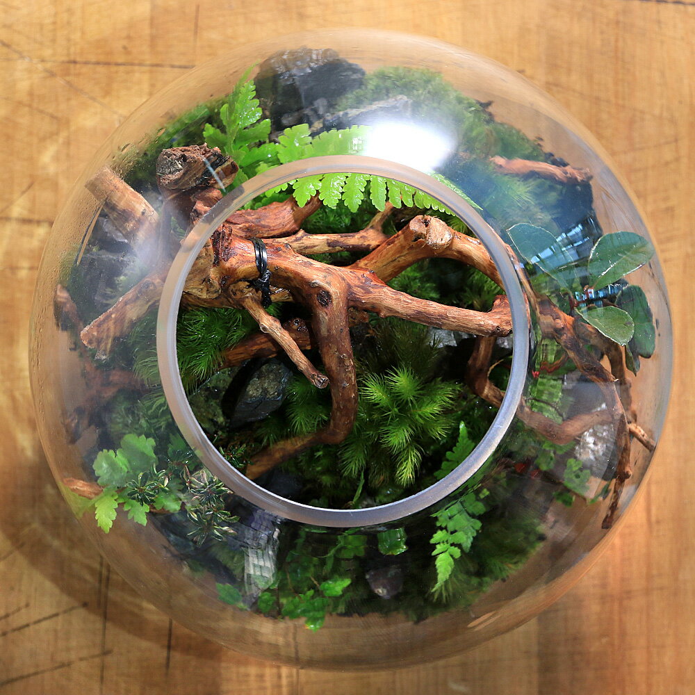 �ʴ��տ�ʪ���ݥƥ�ꥦ�ࡡ���ե�����������ή�ڡܿ�ʪ�ܥҥΥ������դ�����1�ġ˰��������������