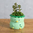 (山野草)苔盆栽 おまかせ山野草 カッパ(1鉢) ミニ盆栽
