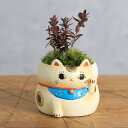(山野草)苔盆栽 おまかせ山野草 招き猫(1鉢) ミニ盆栽
