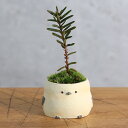 (山野草)苔盆栽 おまかせ山野草 シマエナガ(1鉢) ミニ盆栽