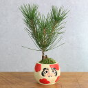 (山野草)苔盆栽 ねじり黒松 だるまポット 鉢色おまかせ(1鉢)