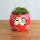 (山野草)苔盆栽 イワヒバ だるまポット 鉢色おまかせ(1鉢)