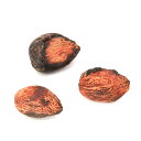 (観葉植物)種子 アムラの種(1粒)発芽保証なし 関東当日便