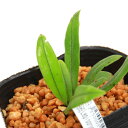 (山野草)シダ(羊歯)Lepisorus sp.台湾産3号(1ポット)