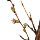 (山野草)庭木苗 ヨシノザクラ(吉野桜)4.5号(1ポット)