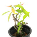 (盆栽)ボケ(木瓜)東絞り(アズマシボリ)3号(1鉢)