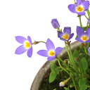 (山野草)苔盆栽 ヒナソウ 青花 益子焼鉢植え 炭化(1ポット)