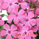 (山野草)芝桜 花色おまかせ 3号(10ポットセット)