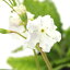 (山野草)日本サクラソウ(日本桜草)宇宙 3号(1ポット) 600円