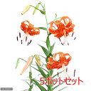 (山野草)ユリ(百合)オニユリ(鬼百合)2.5〜3号(5ポットセット)