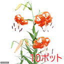 (山野草)ユリ(百合)オニユリ(鬼百合)2.5〜3号(10ポットセット)