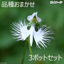 (山野草)サギソウ(鷺草) 品種おまかせ 1球 3号(3ポットセット)