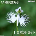 (山野草)サギソウ(鷺草) 品種おまかせ 1球 3号(10ポットセット)