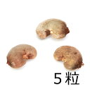 (観葉植物)種子 カシューナッツの種(5粒)発芽保証なし