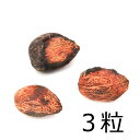 (観葉植物)種子 アムラの種(3粒)発芽保証なし 関東当日便