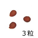 (観葉植物)種子 オーキッドツリー(白花)の種(3粒)発芽保証なし 関東当日便