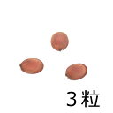 (観葉植物)種子 オーキッドツリー(桃花)の種(3粒)発芽保証なし 関東当日便