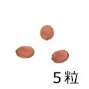 (観葉植物)種子 オーキッドツリー(桃花)の種(5粒)発芽保証なし 関東当日便