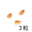 (観葉植物)種子 カラバシツリー(ひょうたん)の種(3粒)発芽保証なし 関東当日便