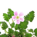 (山野草)フウロソウ(風露草) うす桃花姫フウロ 2.5〜3号(1ポット)