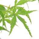 (盆栽)モミジ 大ポット 紅青崖(ベニセイガイ)4~5号(1鉢)同梱不可