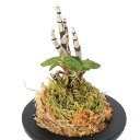 (山野草)チョウセイラン(長生蘭) 於多賀金剛(オタカコンゴウ) 3号(1鉢)