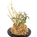 (山野草)チョウセイラン(長生蘭) 紅雀(ベニスズメ) 3号(1鉢)