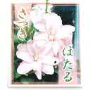 (盆栽)サツキ(皐月)ほたる 5号(1鉢)