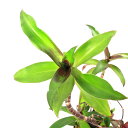 (観葉植物)一点物 カリシア フレグランス(1鉢)(392929)