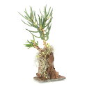 (観葉植物)一点物 アロエ ラモシッシマ流木仕立て (1鉢)(392945)