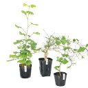 (山野草)盆栽 変わり葉イチョウ3点セット(斑入り、糸葉、ラッパ葉)