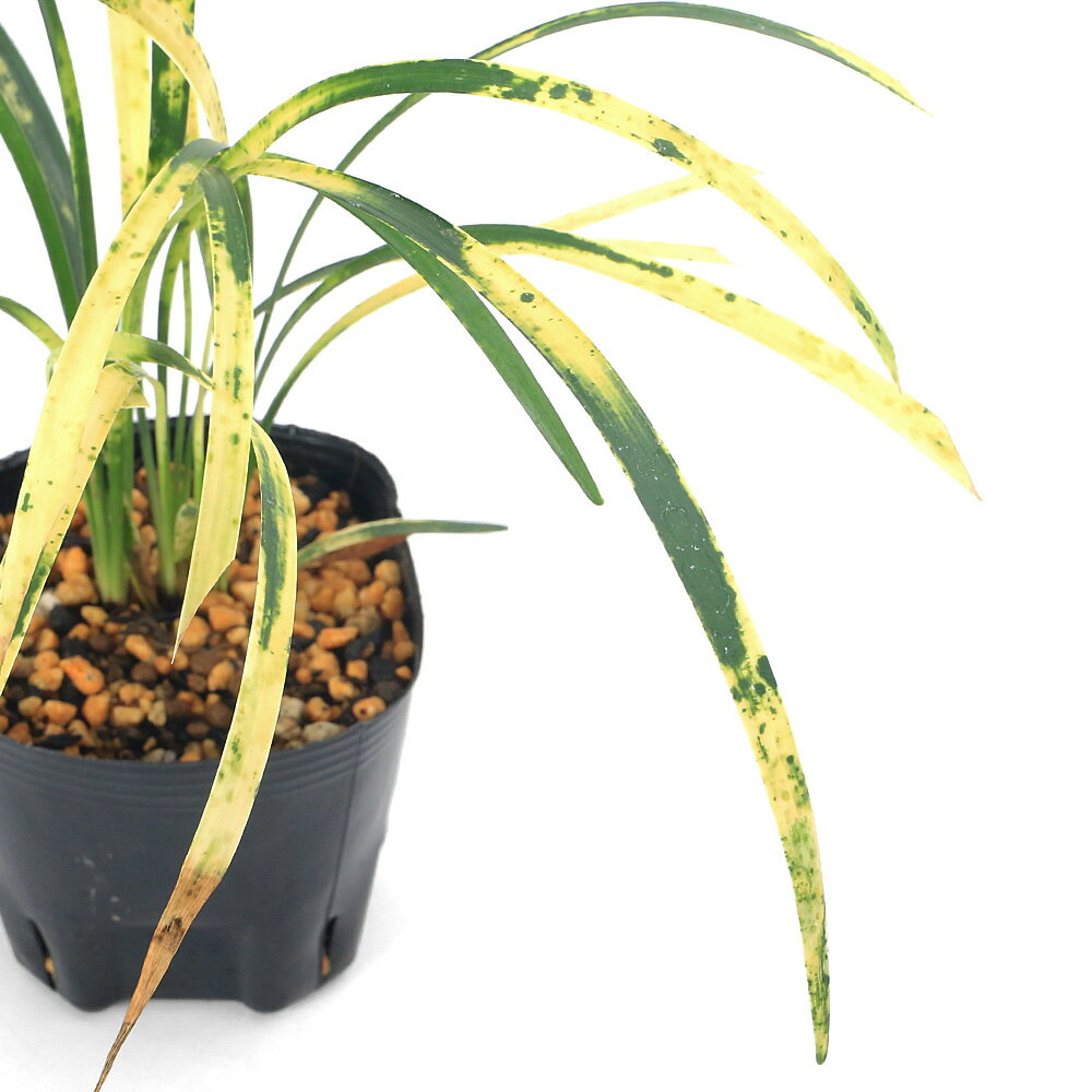 （山野草）リュウノヒゲ 東海輪波 3号～（1ポット）