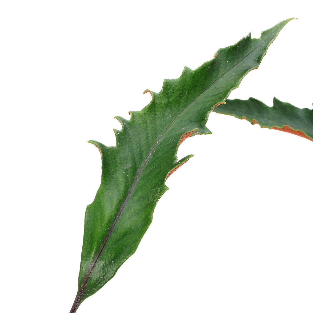 （山野草）シダ（羊歯）ハゴロモヒトツバ（羽衣一ツ葉）3号（1ポット）常緑性多年草