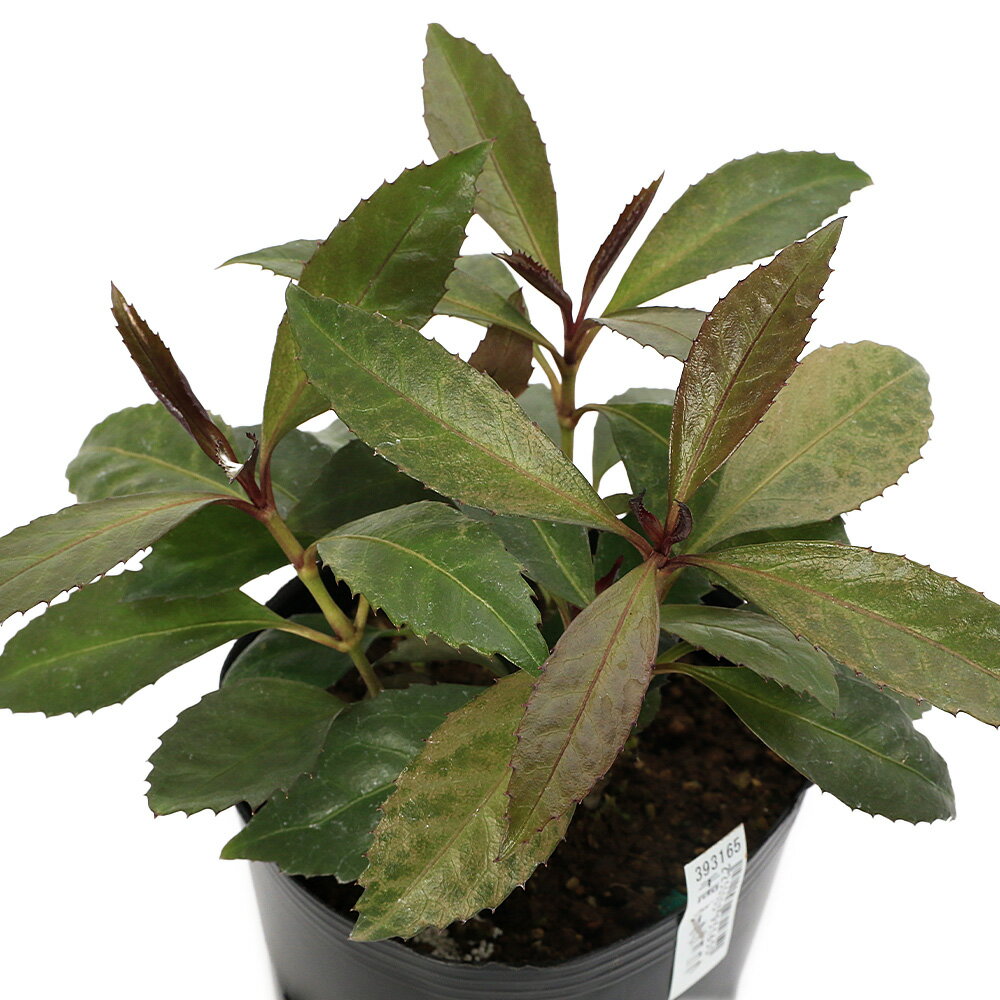 （山野草）千両 ダークショコラ（カラス葉千両） 3号（1ポット）（休眠状態）