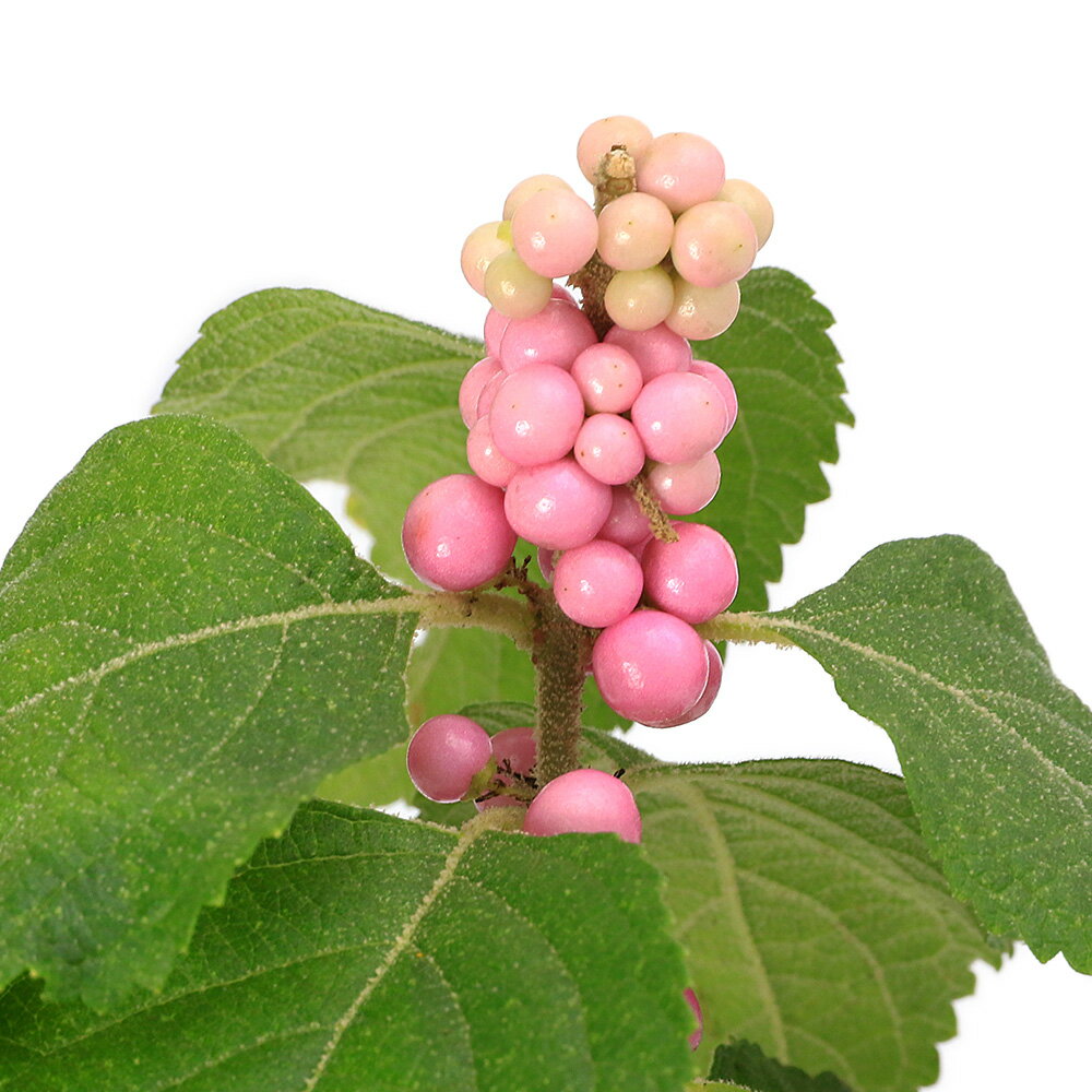 （山野草）桃式部 ピンクパール 3～4号（1ポット）