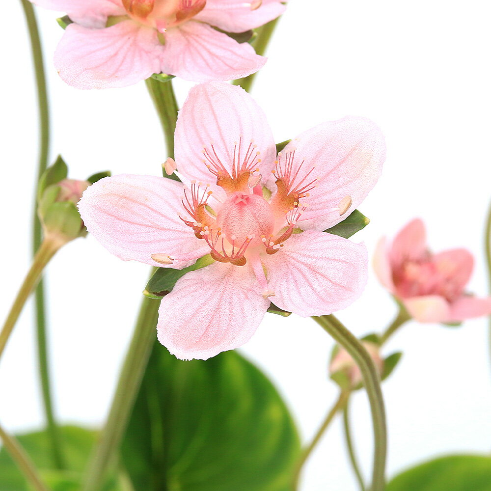 （山野草）神津ウメバチソウ 赤花 3号（1ポット）