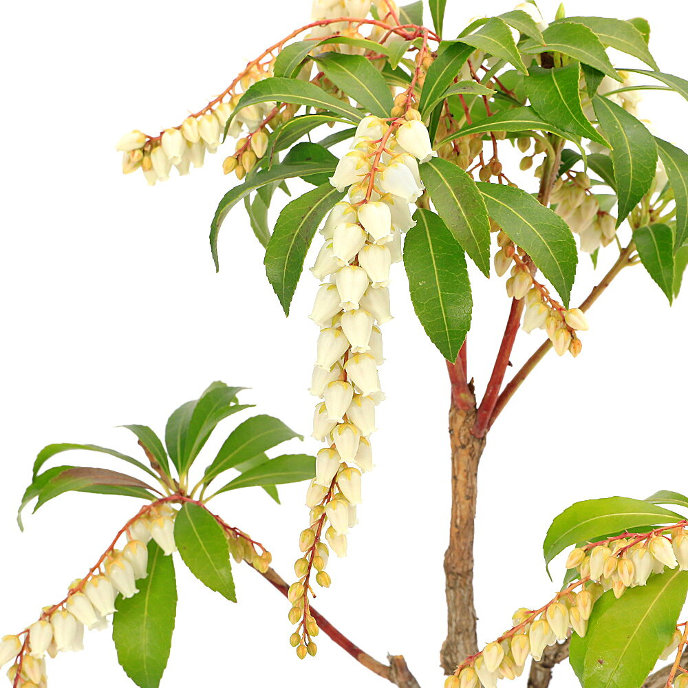 （盆栽）アセビ（馬酔木）　白花　4号（1鉢）