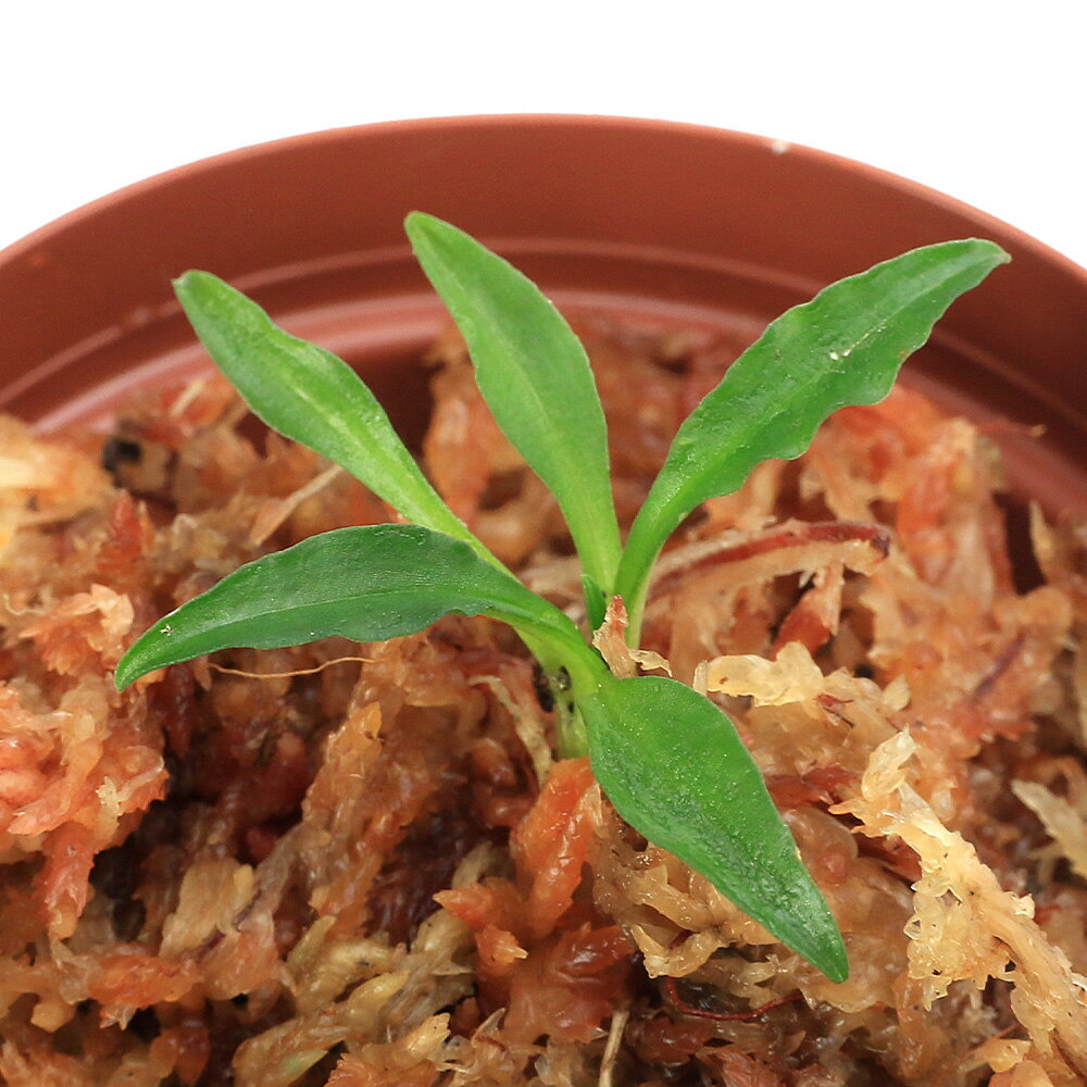 （山野草）ツリシュスラン 2．5号（1ポット）