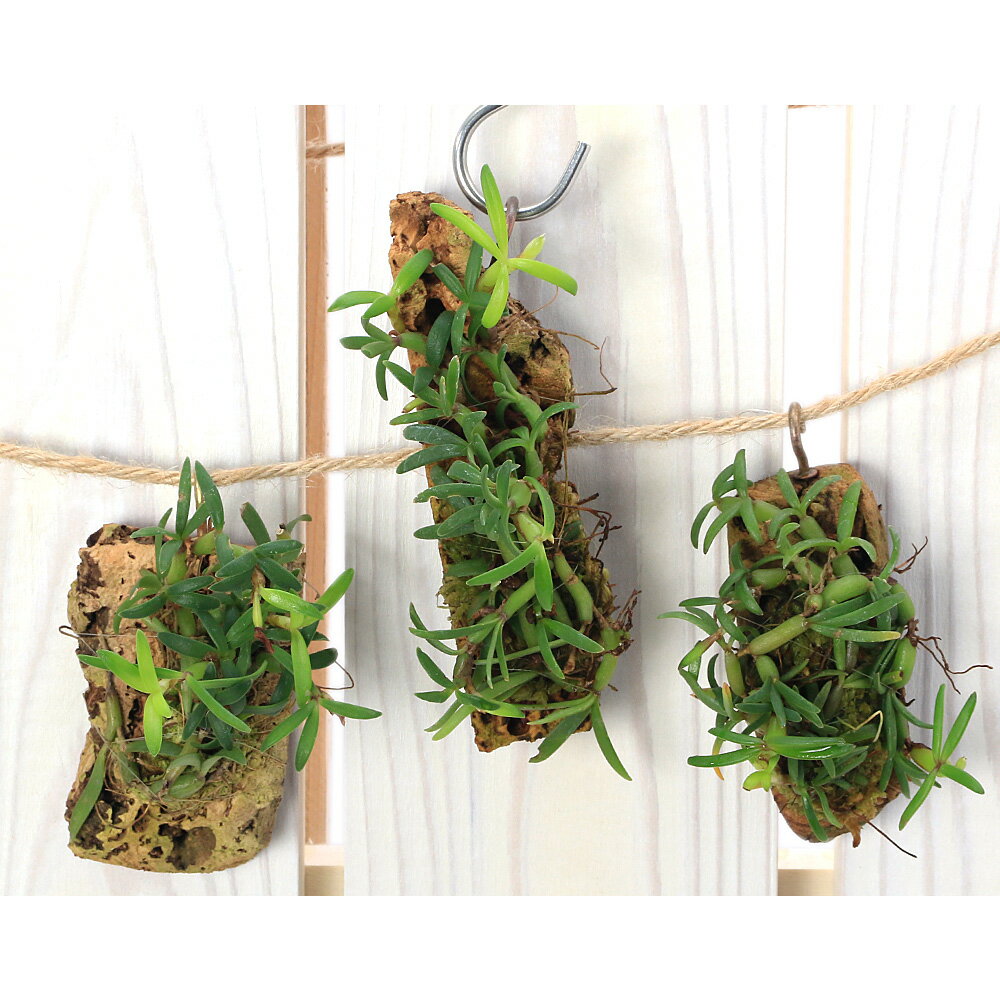 （観葉植物）洋ラン メディオカルカ デコラタム コルク付き（1個）ビバリウム