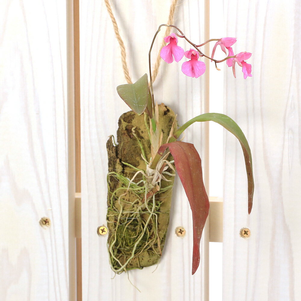 （観葉植物）洋ラン コンパレットティア・ファルカタ コルク付き（1個）ビバリウム