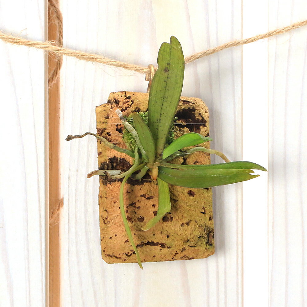 （観葉植物）洋ラン エランギス ビロバ コルク付き（1個）ビバリウム