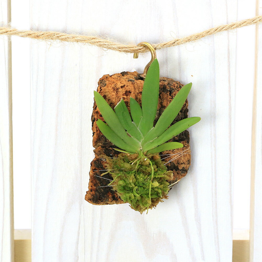 （観葉植物）洋ラン オーニソセファラス クルーゲリー コルク付き（1個）ビバリウム