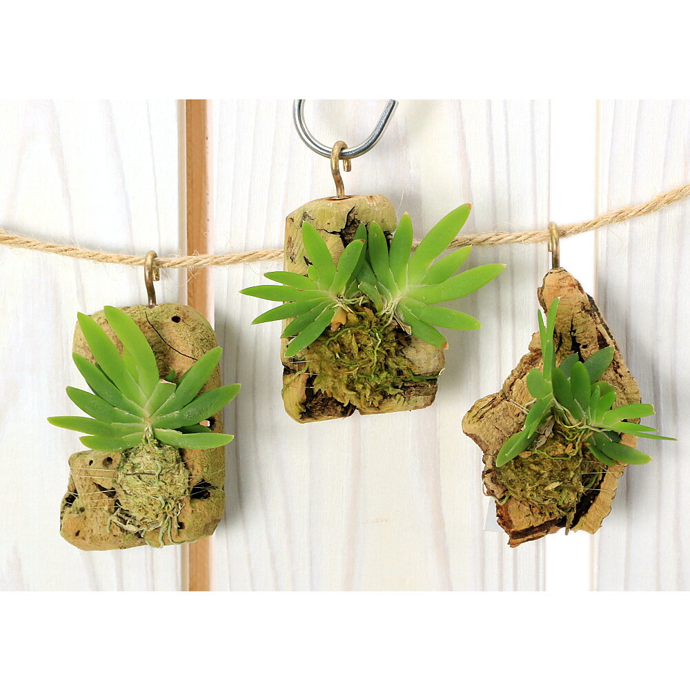 （観葉植物）洋ラン オルニトケファルス ブリオスタキウス 4n コルク付き（1個）ビバリウム