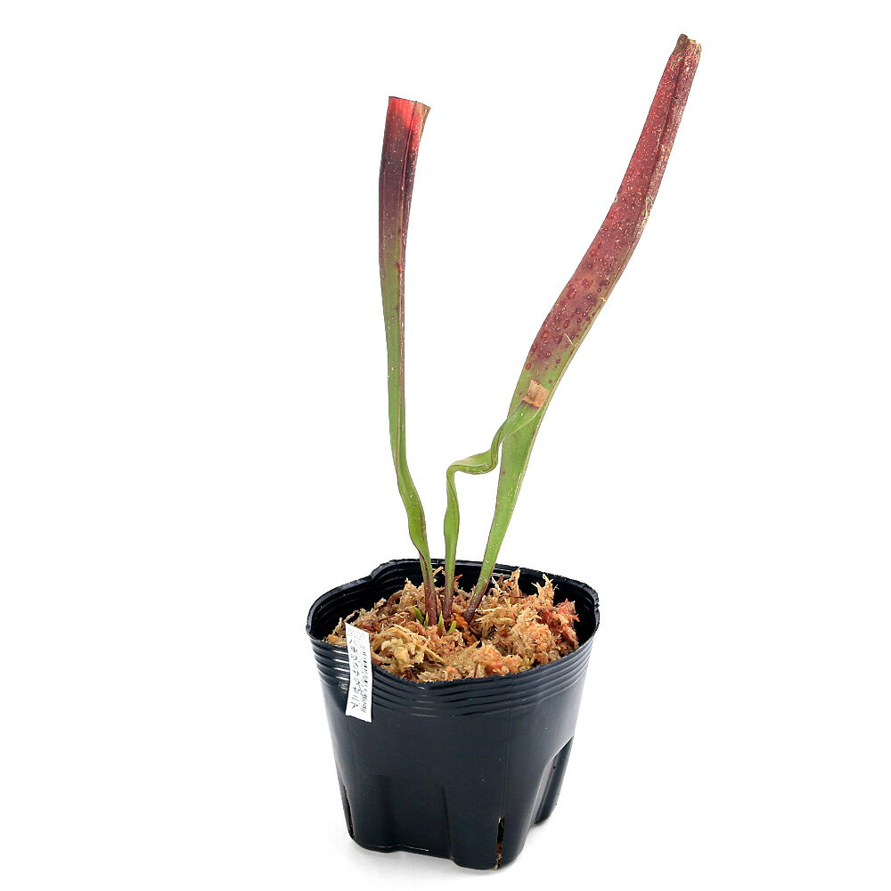 （食虫植物）八重咲きサラセニア 3．5号（1ポット）（休眠株）