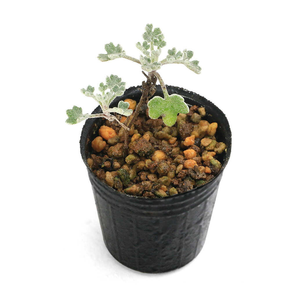 （観葉植物）ビバリウムプランツ 極姫アシズリノジギク（極姫足摺野路菊） 3cmポット（1ポット）