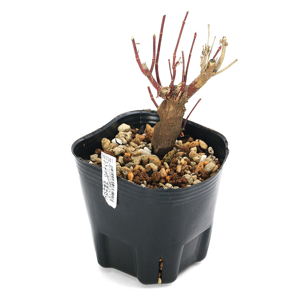 （山野草）盆栽 ヤマモミジ 盆栽仕立て 3号（1ポット）（休眠状態）